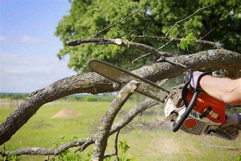 best tree trimming service near me|fallen tree removal near me.